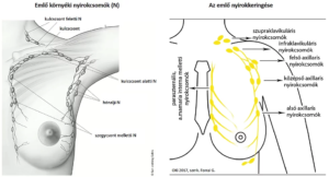 Emlő környéki nyirokcsomók Az emlő nyirokkeringése