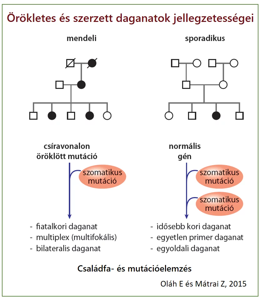 Örökletes és szerzett daganatok jellegzetességei, mendeli sporadikus, familiális, familiáris mellrák, emlőrák csíravonal mutáció normális gén szomatikus fiatalkori daganat multifokális egyoldali kétoldali bilaterális családfa mutációelemzés pedigré családfaelemzés