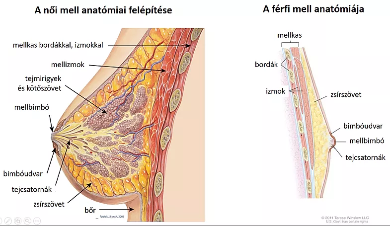 A női mell anatómiai felépítése A férfi mell anatómiája