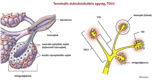 Terminális duktulolobuláris egység, TDLU tejcsatorna izomsejtek luminális epiteliális tejtermelő hámsejtek bazális myoepiteliális sejtek lebenyke mirigyvégkamra