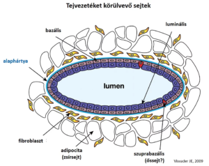 Tejvezetéket körülvevő sejtek bazális luminális alaphártya fibroblaszt zsírsejt őssejt lumen