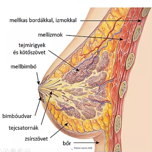 A női mell anatómiája